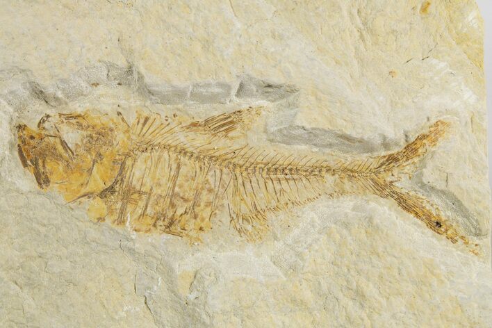 Bargain, Fossil Fish (Diplomystus) - Wyoming #320186